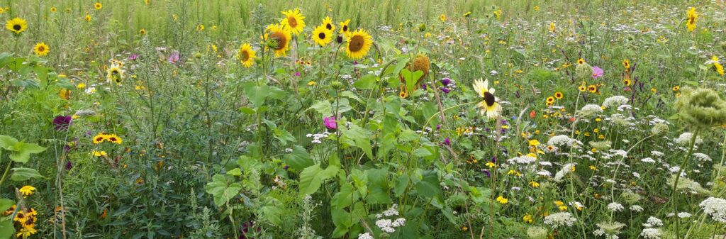 natuur inclusieve bloemen van onze boerderij