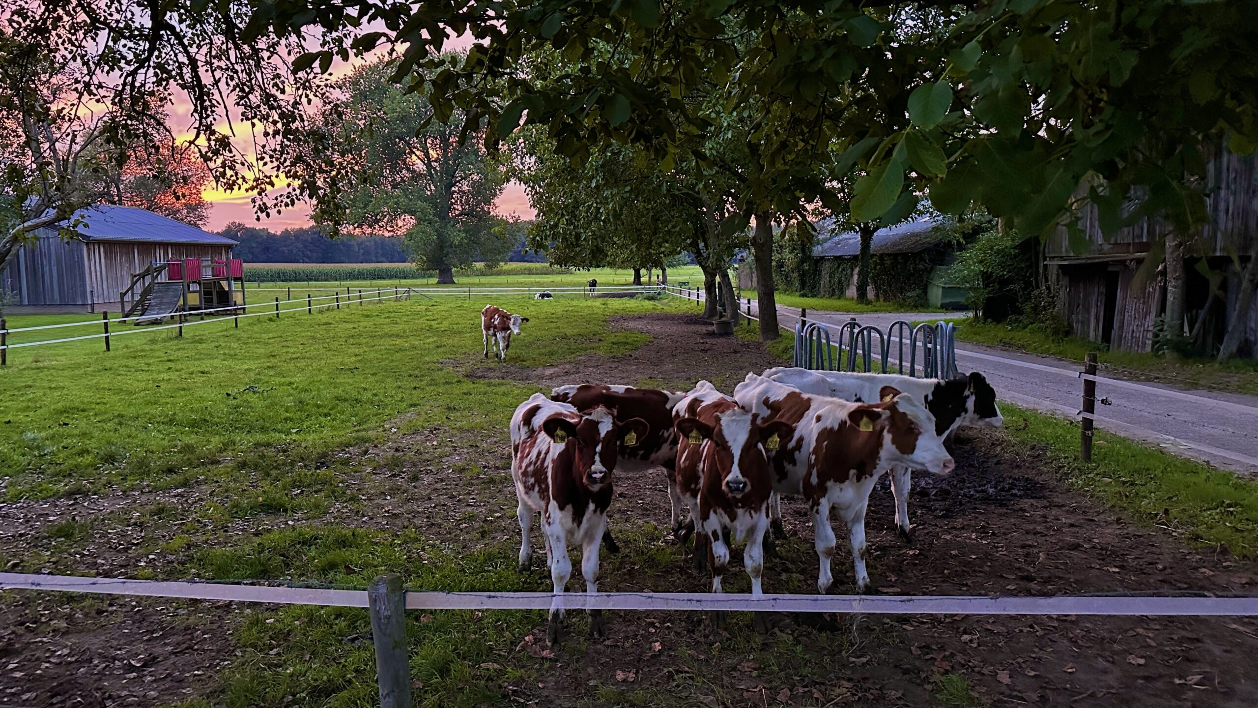 kalfjes voor een mooie zonsondergang